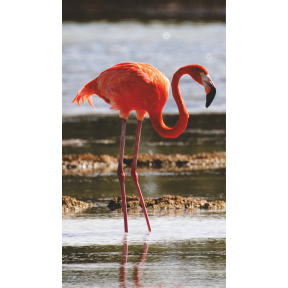 hover image