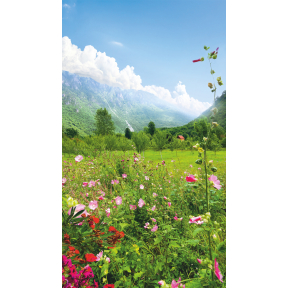hover image