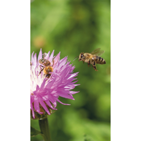hover image