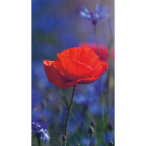 hover image