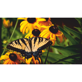 hover image
