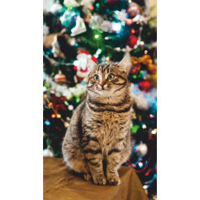 hover image