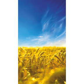 hover image