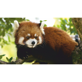 hover image