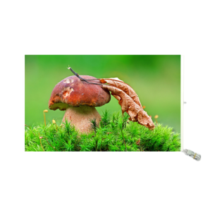 hover image