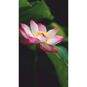 hover image