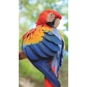 hover image