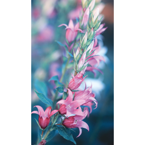 hover image