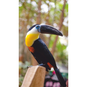 hover image