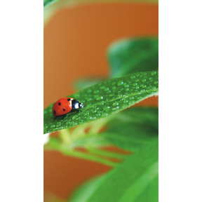 hover image