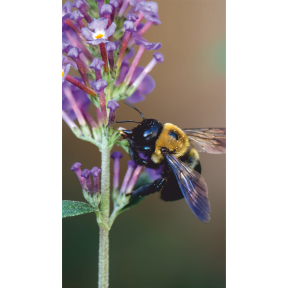 hover image