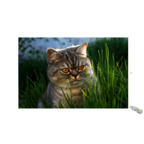 hover image