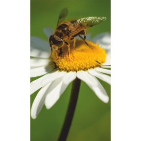 hover image