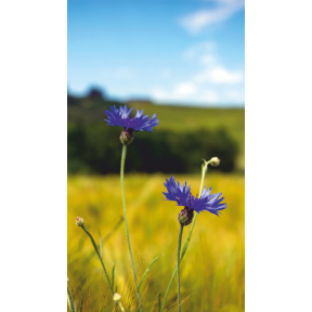 hover image