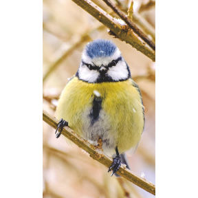 hover image