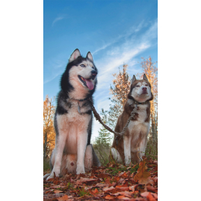 hover image